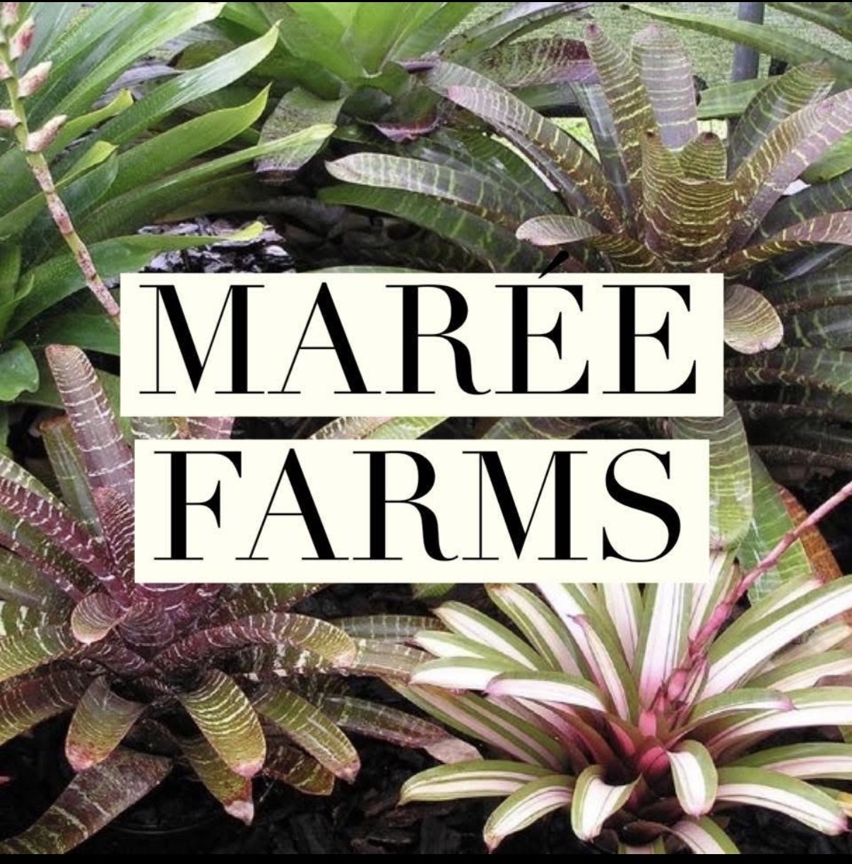 Marée Farms logo