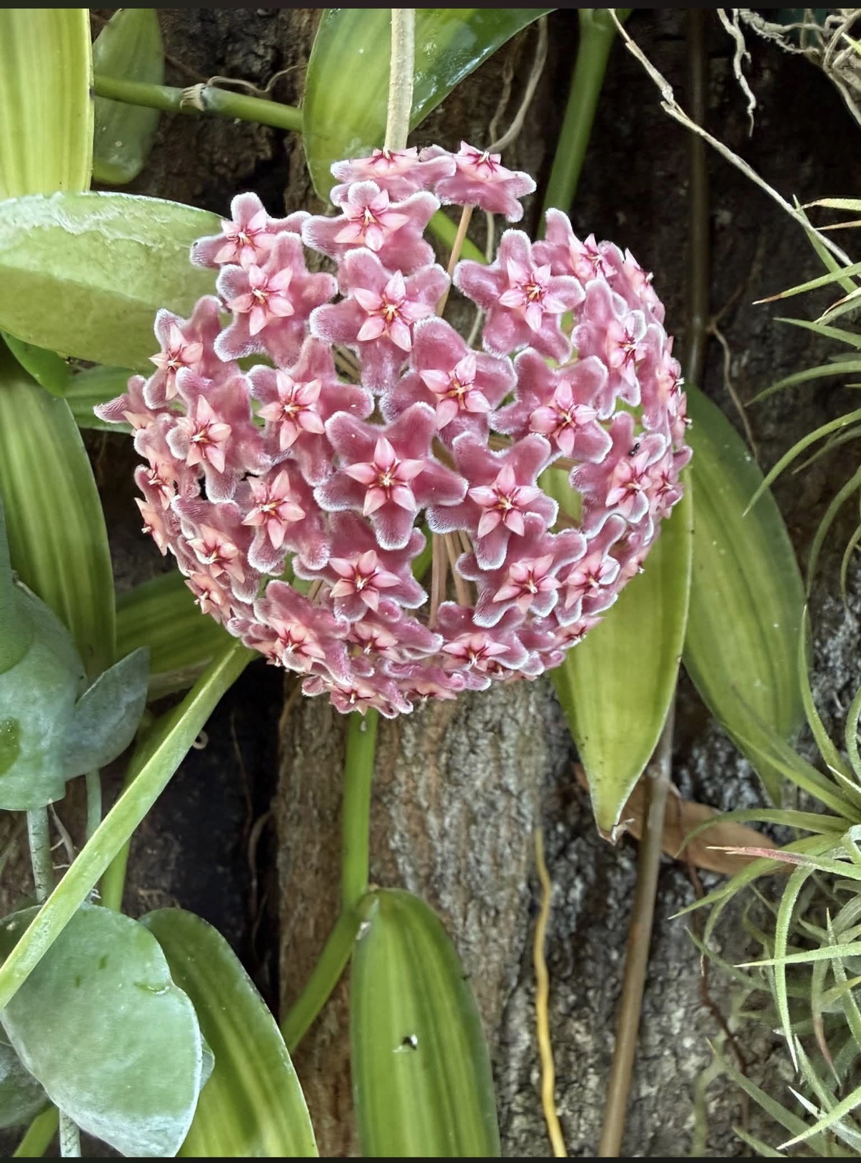 A rounded cluster of small pink star-shaped flowers