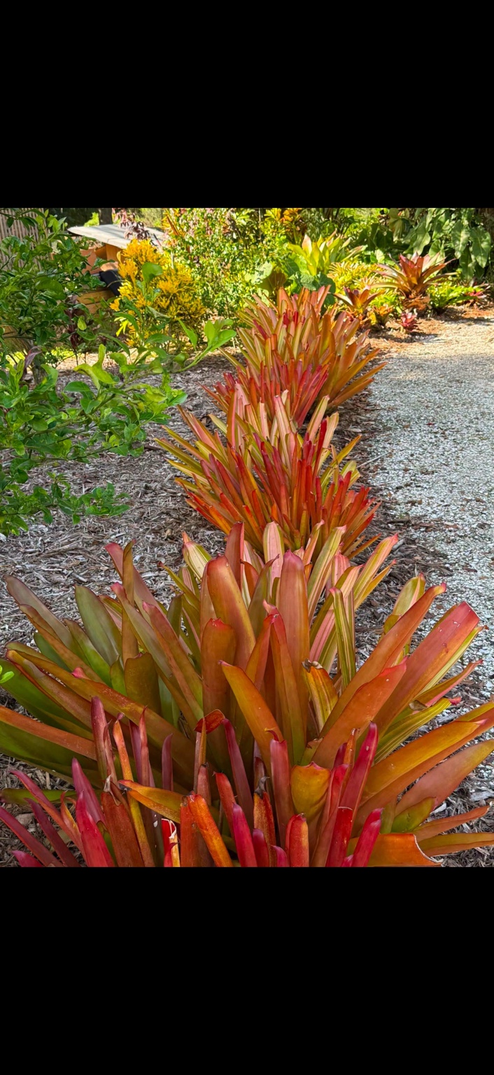 Orange and red tropical foliage lining a garden path