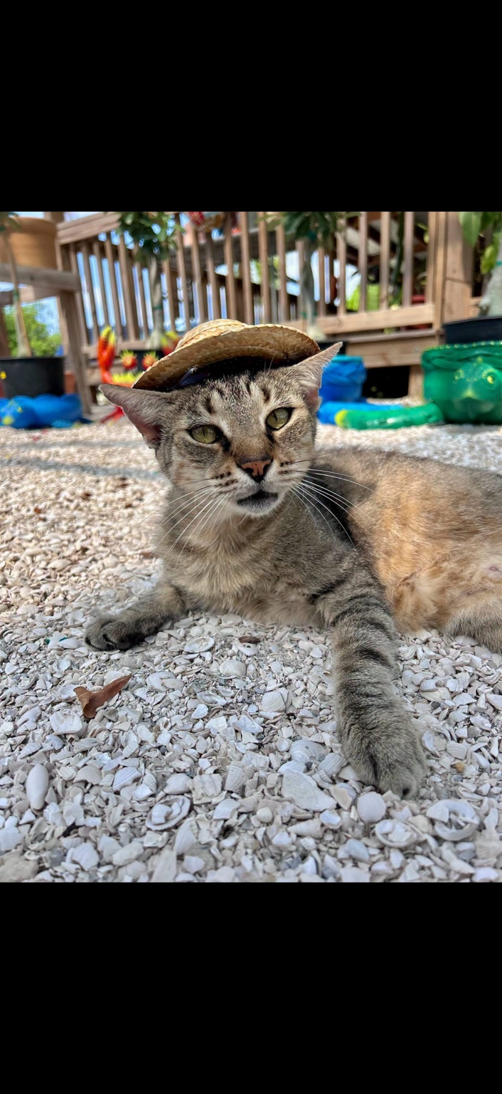 A farm cat relaxing on a gravel path while wearing a tiny straw hat