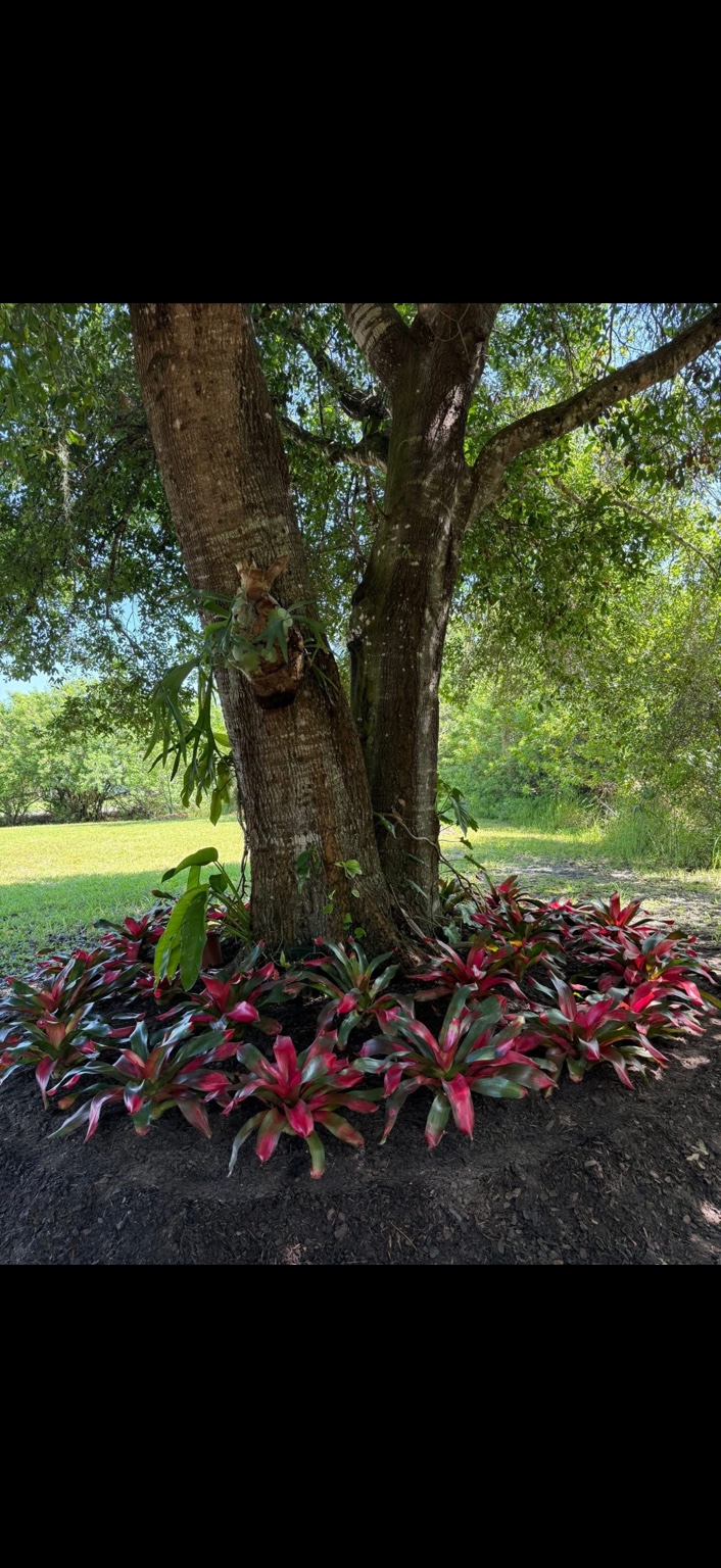 Red and green tropical plants arranged beneath a mature tree