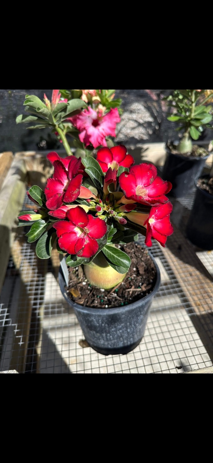 A potted plant covered in vivid red flowers