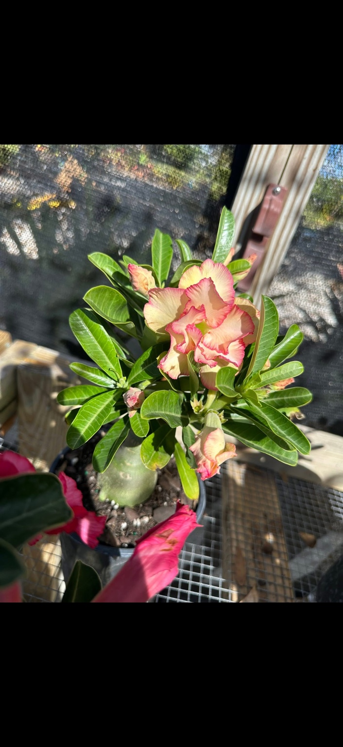 Cream-colored flowers edged in pink among glossy green leaves