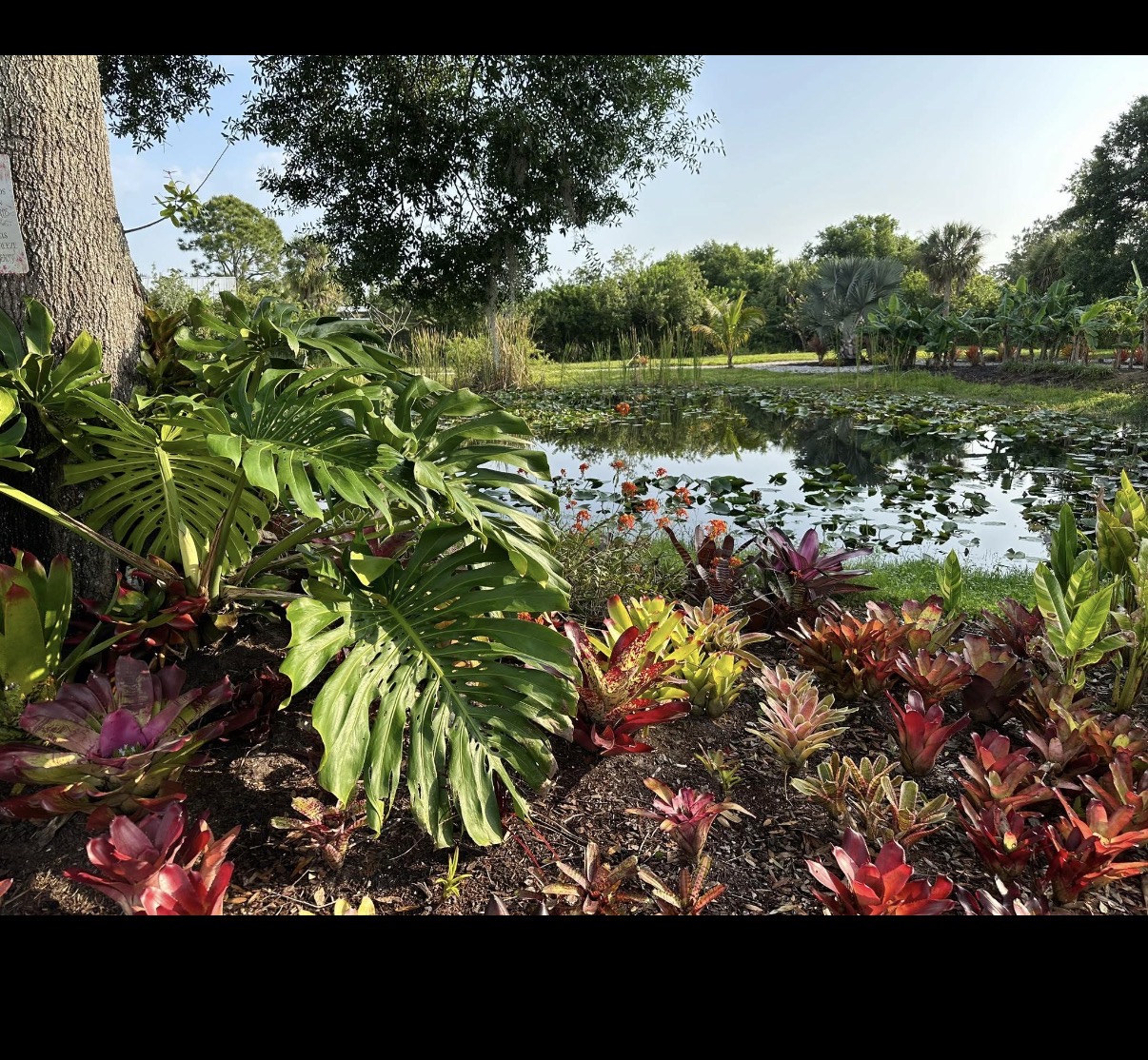 Colorful tropical foliage surrounding the pond at Marée Farms