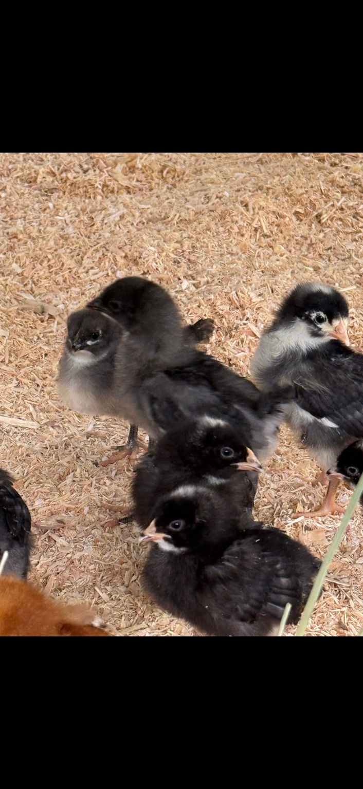 Fluffy black and white chicks exploring their wood-shaving bedding