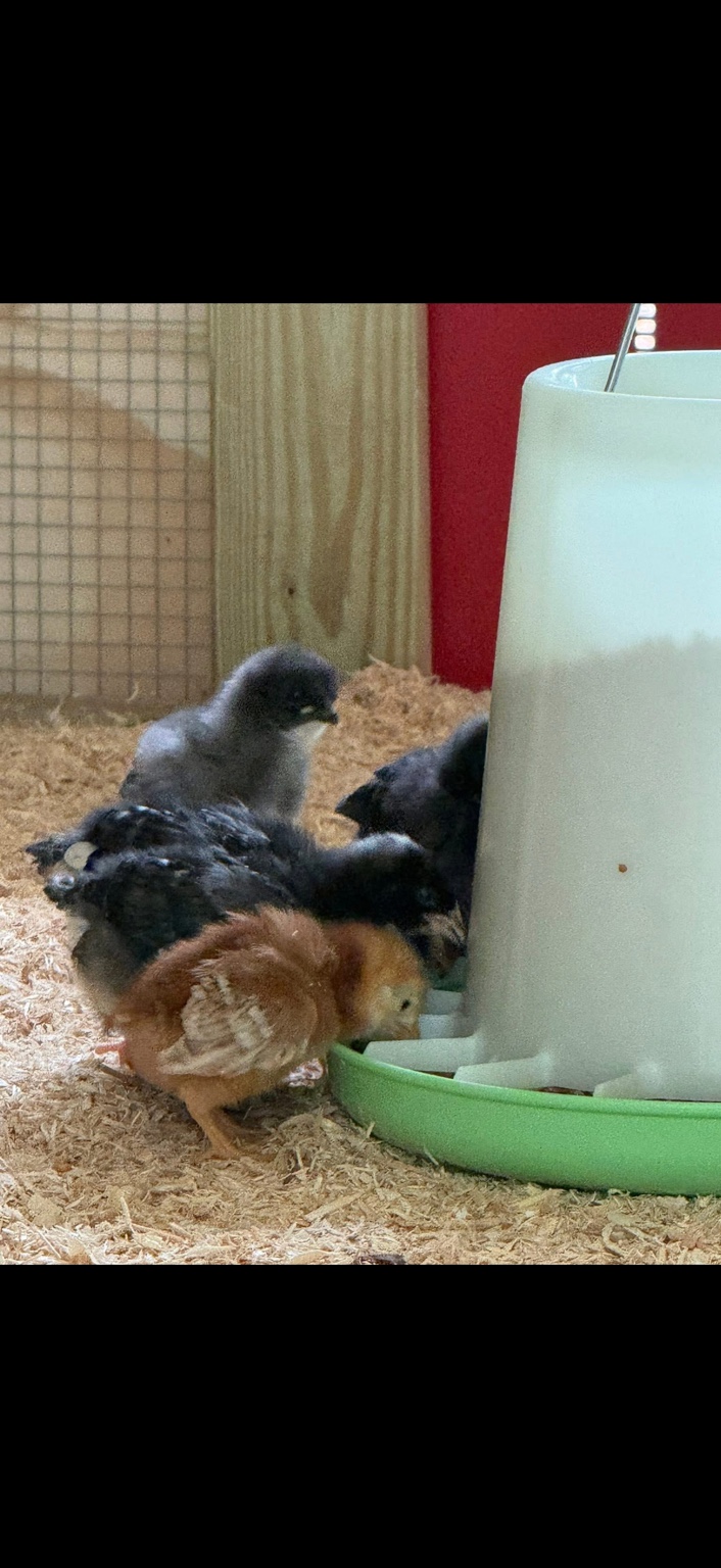 Young chicks gathering around a green and white feeder in the coop