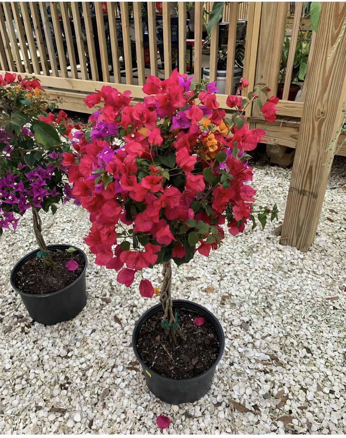 Potted bougainvillea with vibrant pink, purple, and orange blooms beside the farm deck