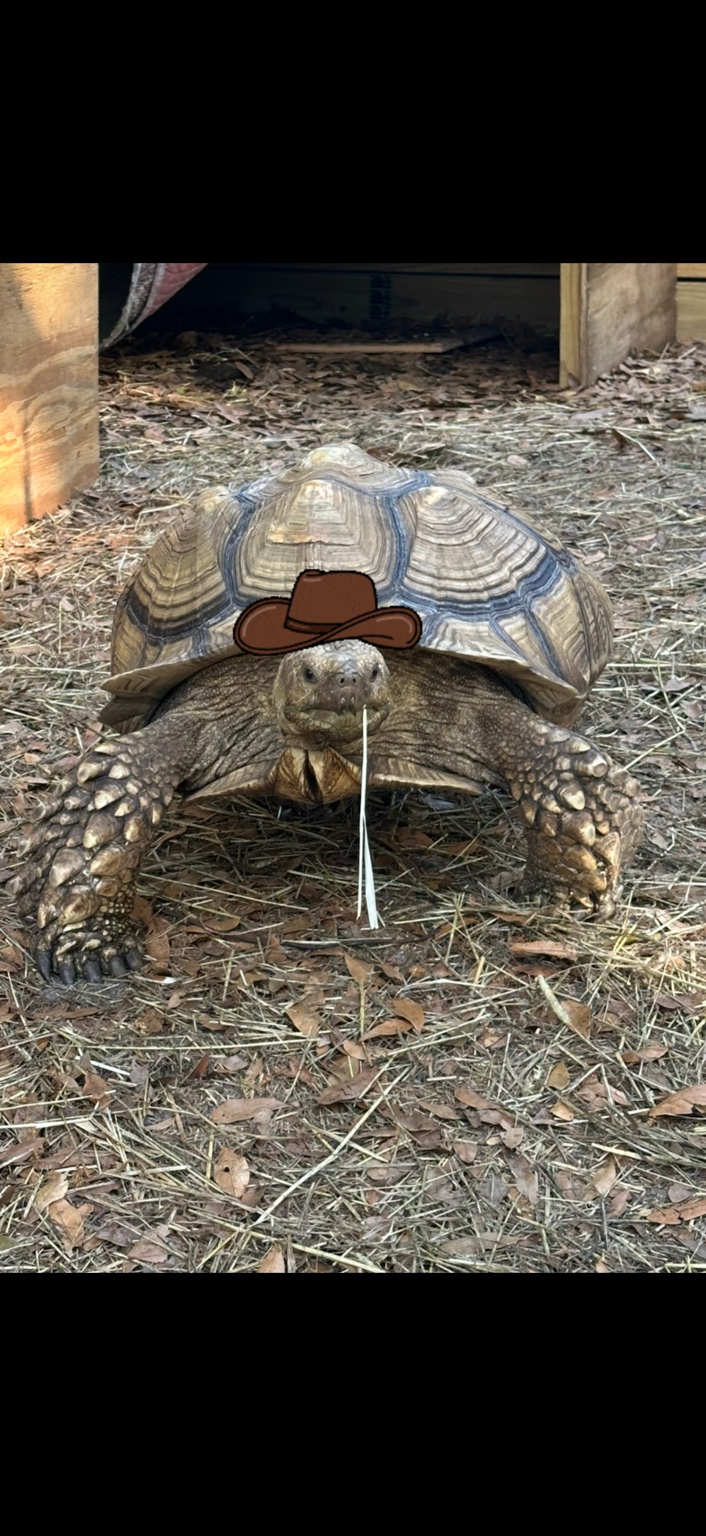 Boo, a sulcata tortoise at Marée Farms, with a cowboy hat sticker above his head