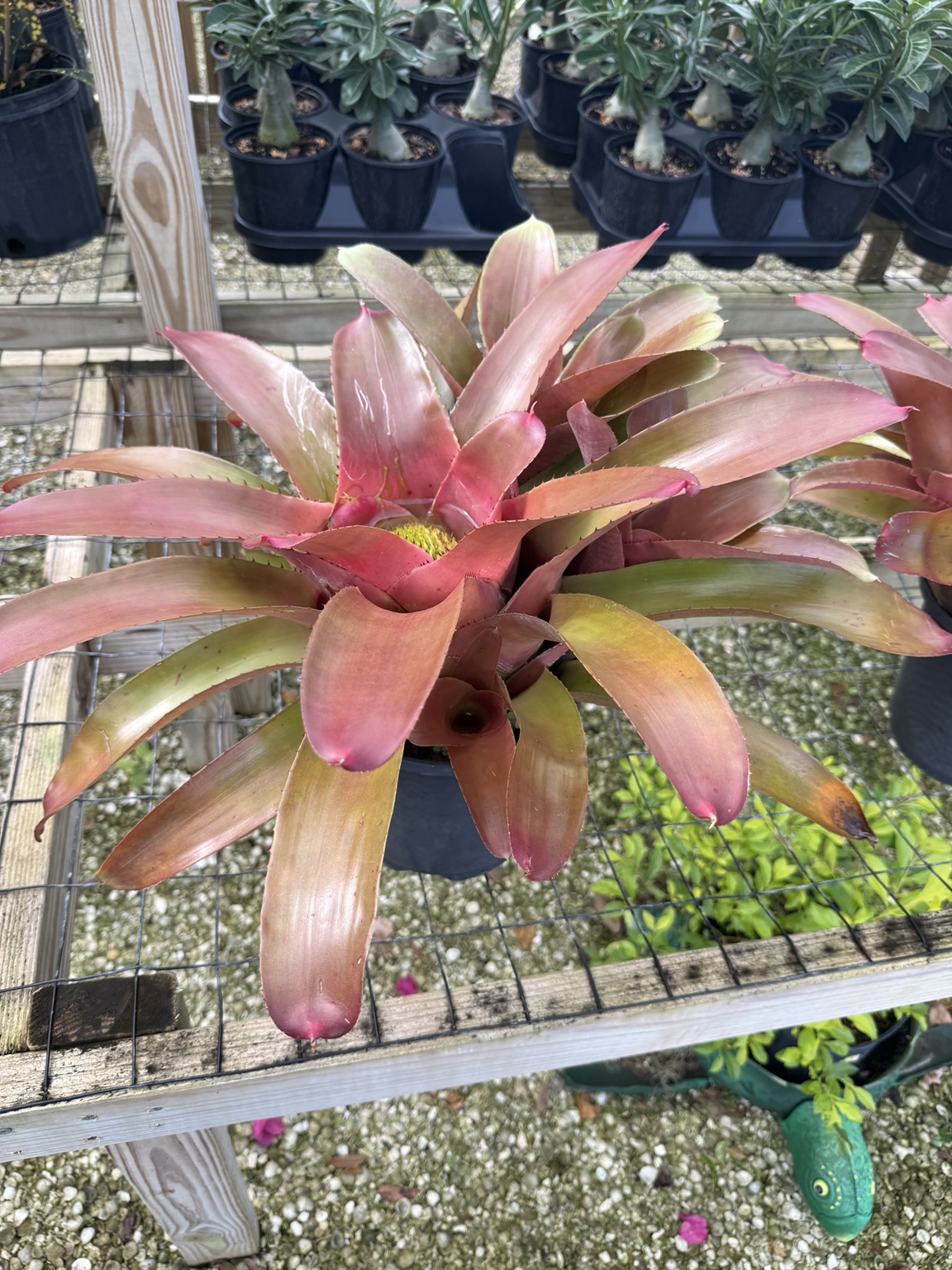 Broad coral-pink bromeliad leaves with soft green edges