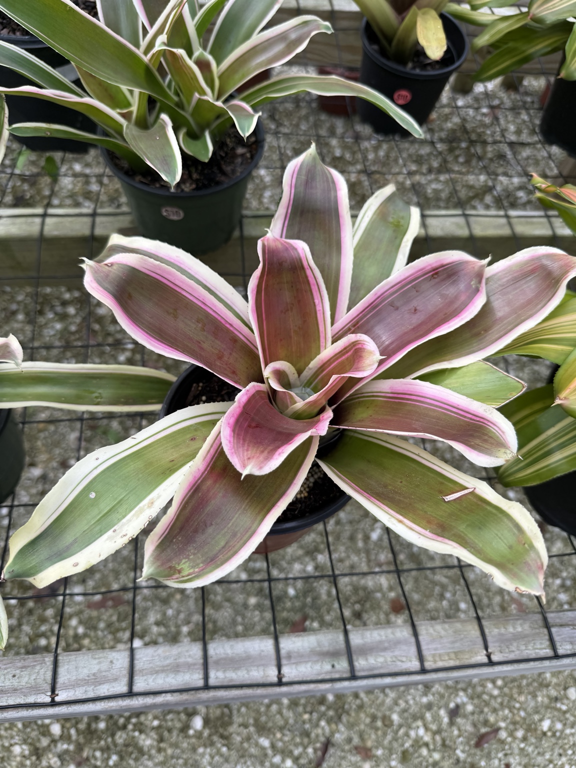 Pink and green bromeliad leaves outlined by creamy white edges