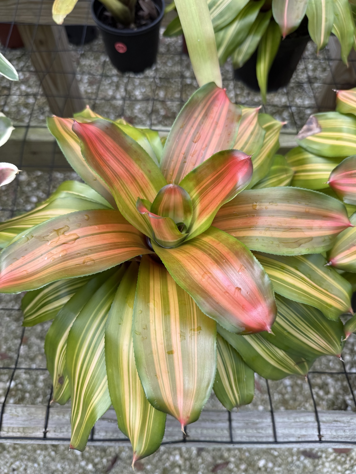 Variegated bromeliad with green, gold, and peach-pink stripes