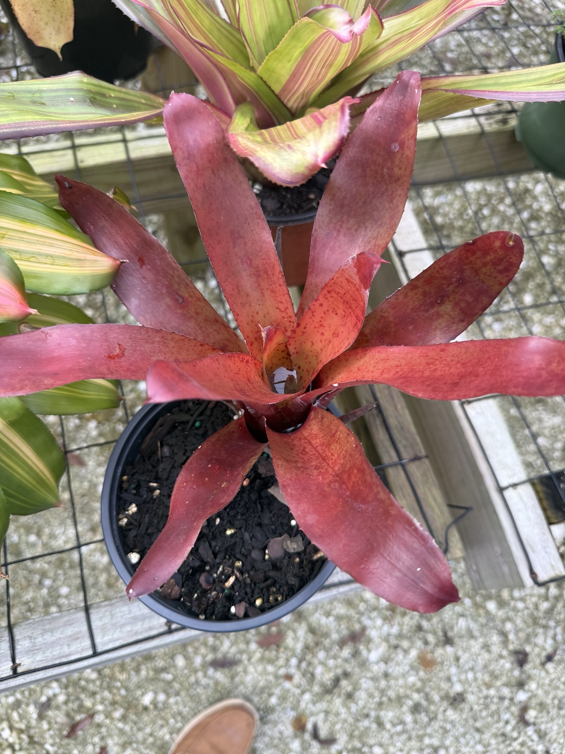 Bromeliad with deep red leaves and a coral-colored center