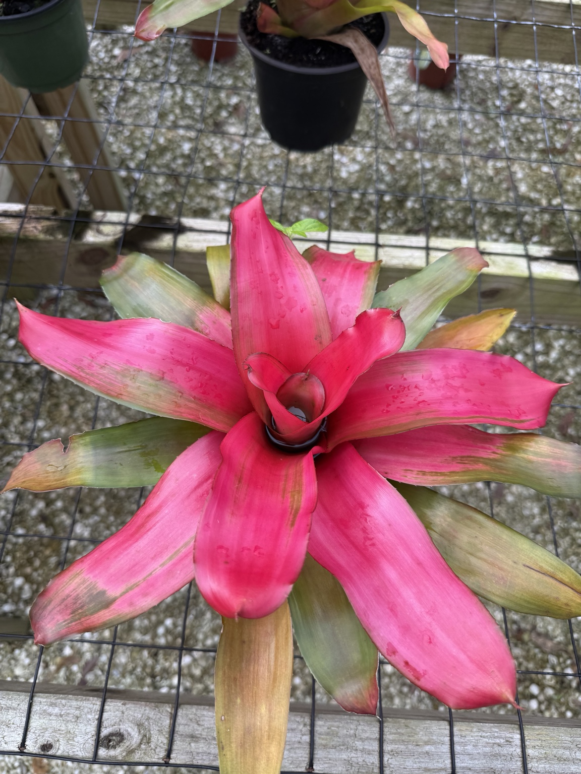 Bromeliad with vivid hot-pink leaves and green outer foliage
