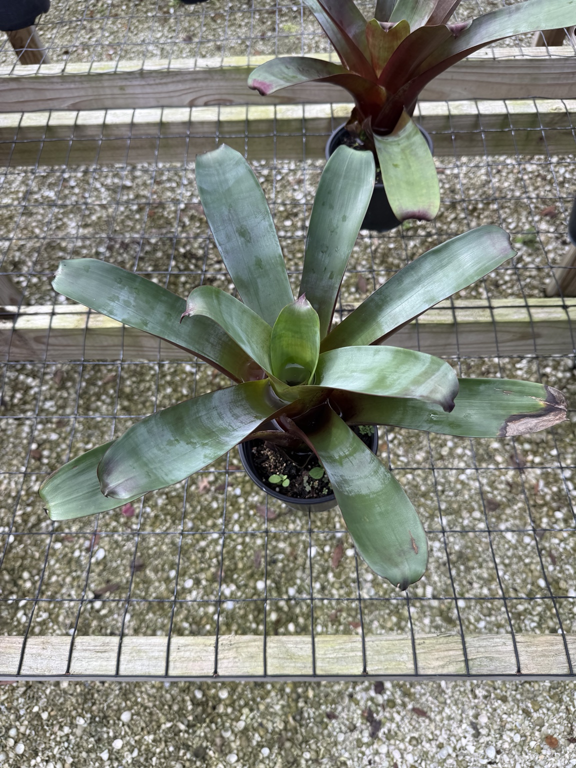 Blue-green bromeliad with broad arching leaves