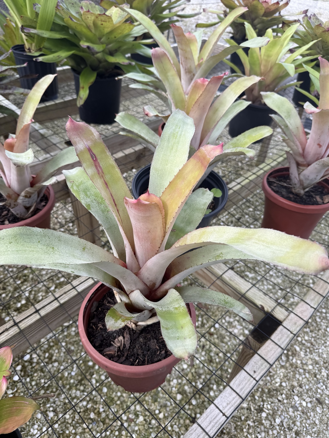 Silvery green bromeliad leaves with a blush-pink center
