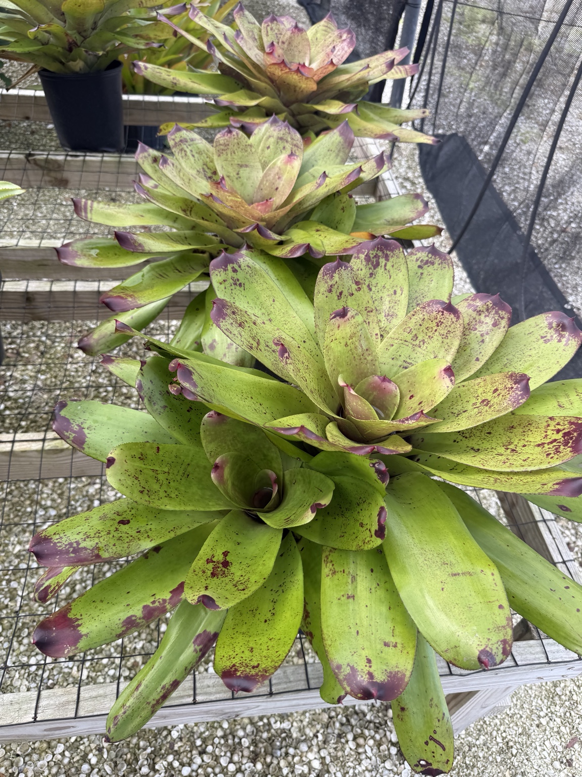 Rows of lime-green bromeliads with burgundy speckles and leaf tips