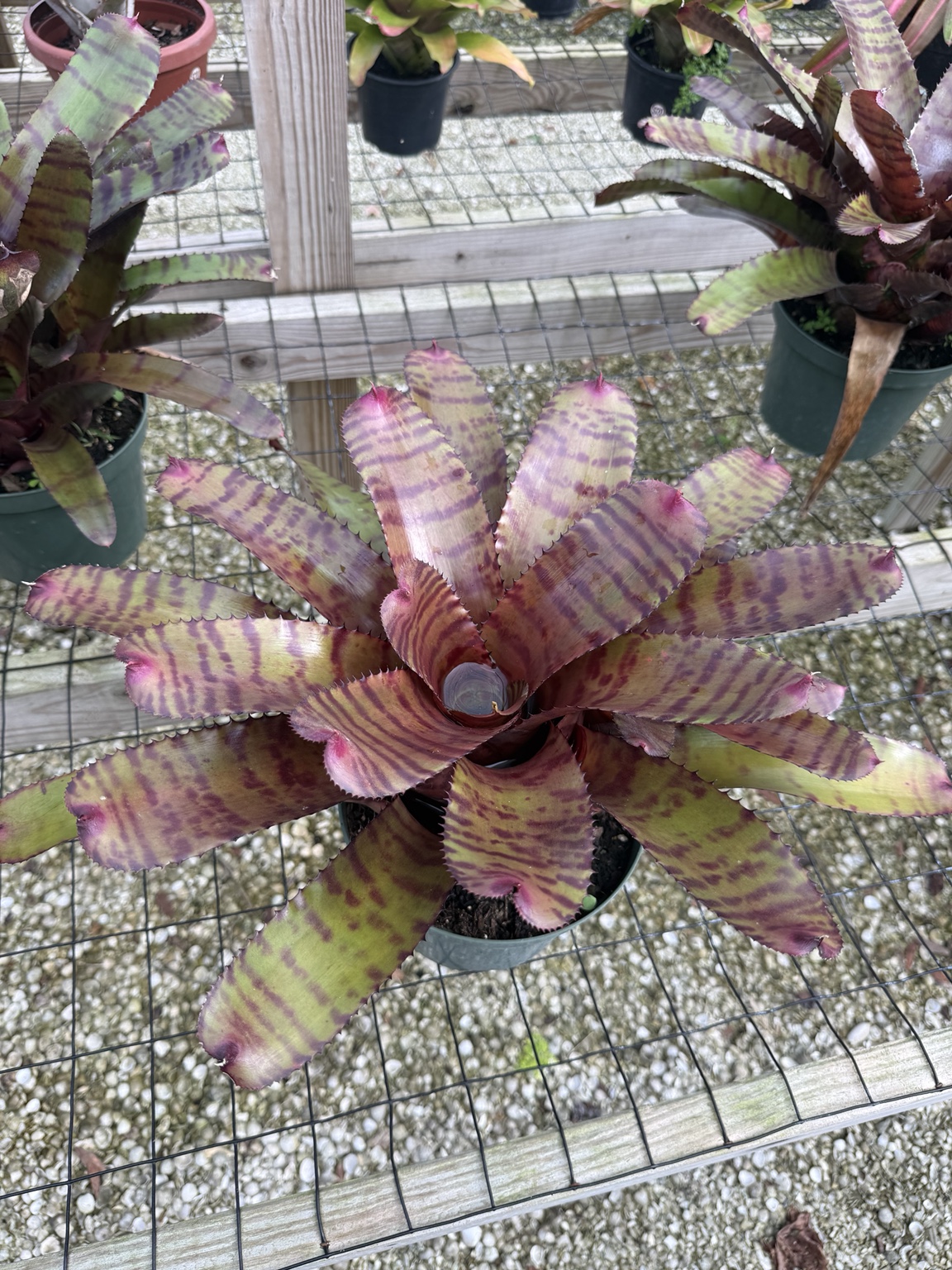 Green bromeliad rosette patterned with purple bands