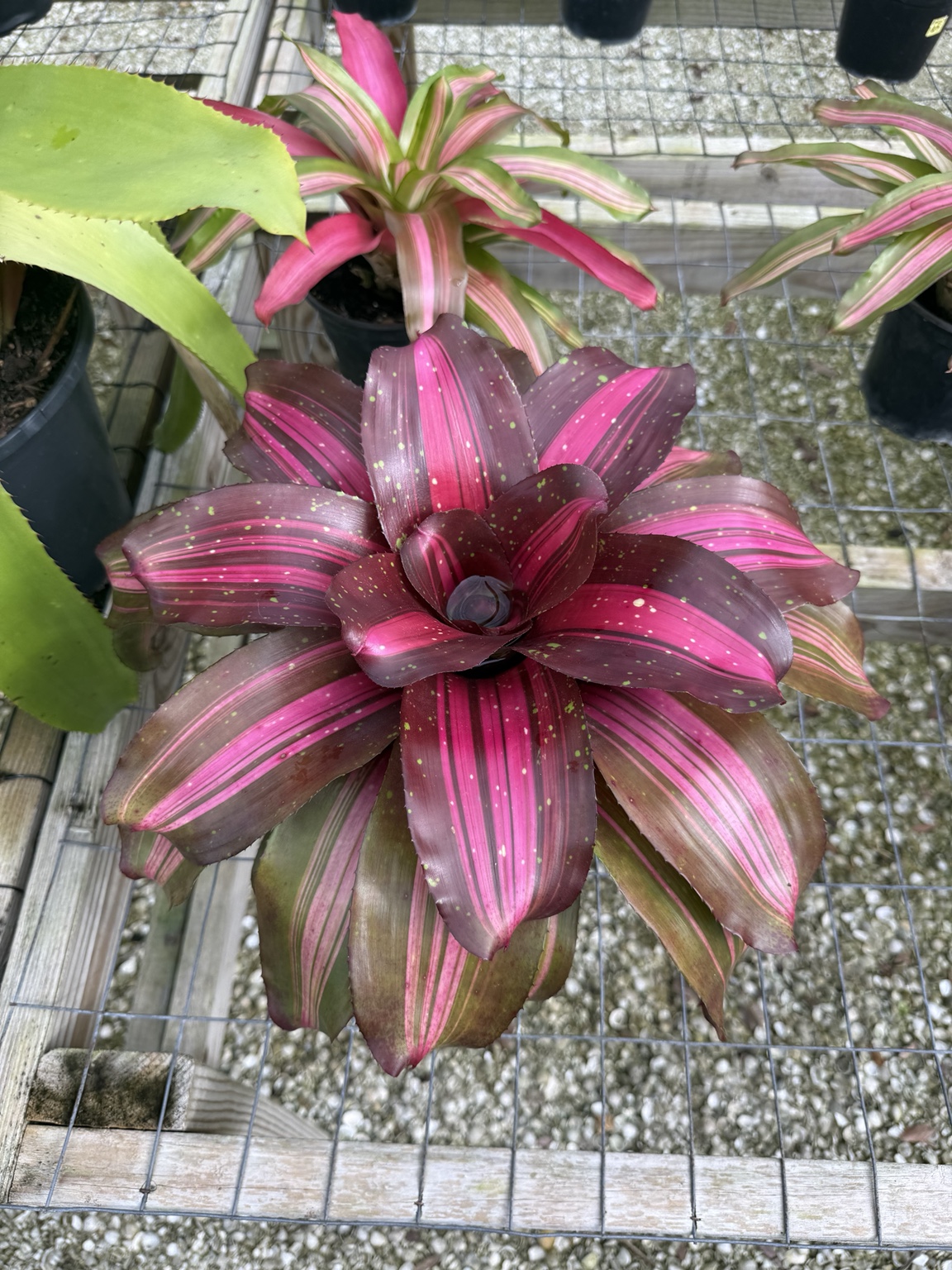 Burgundy bromeliad with bright pink stripes and pale speckles