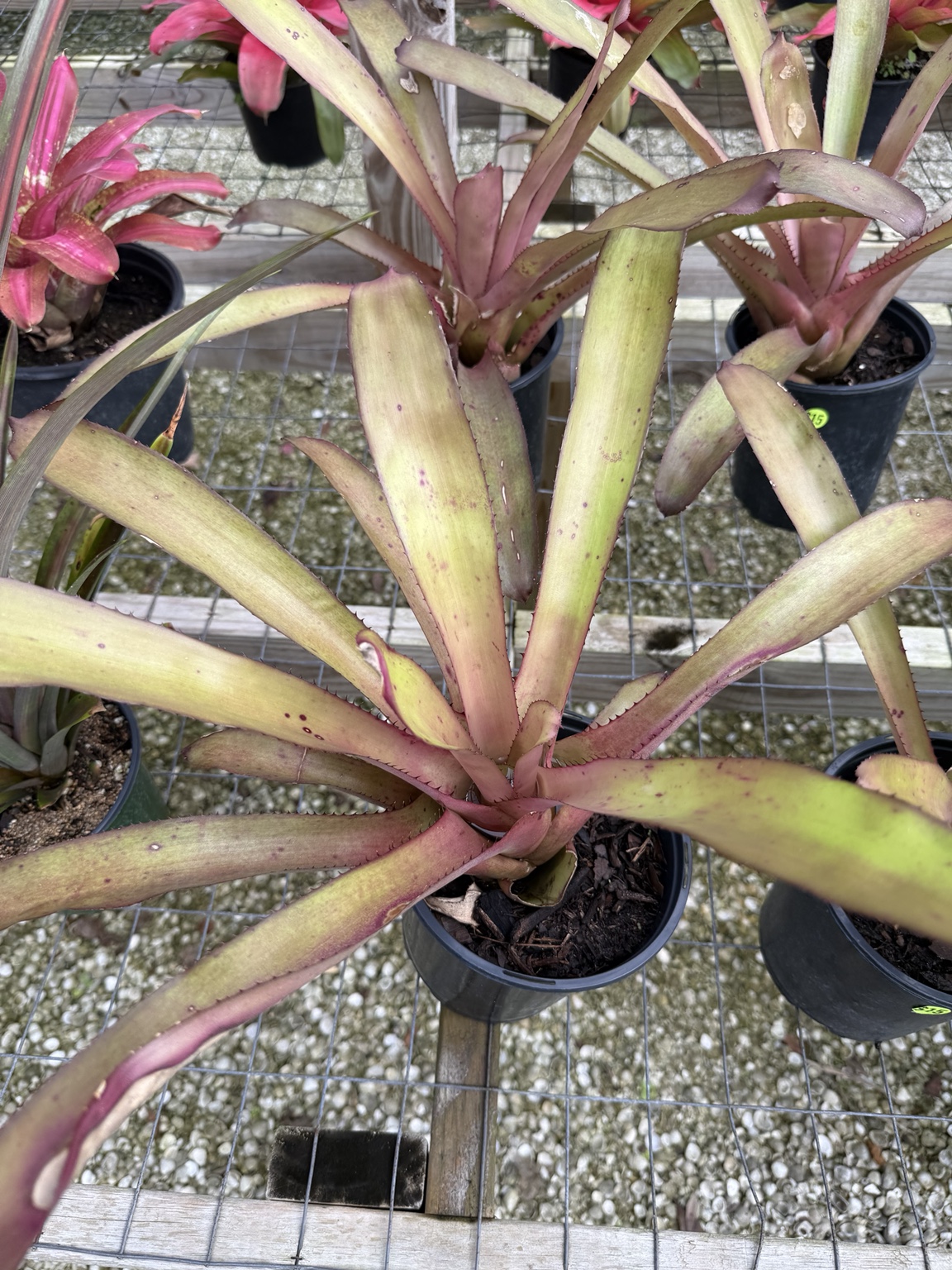 Long pale-gold bromeliad leaves with burgundy coloring near the base
