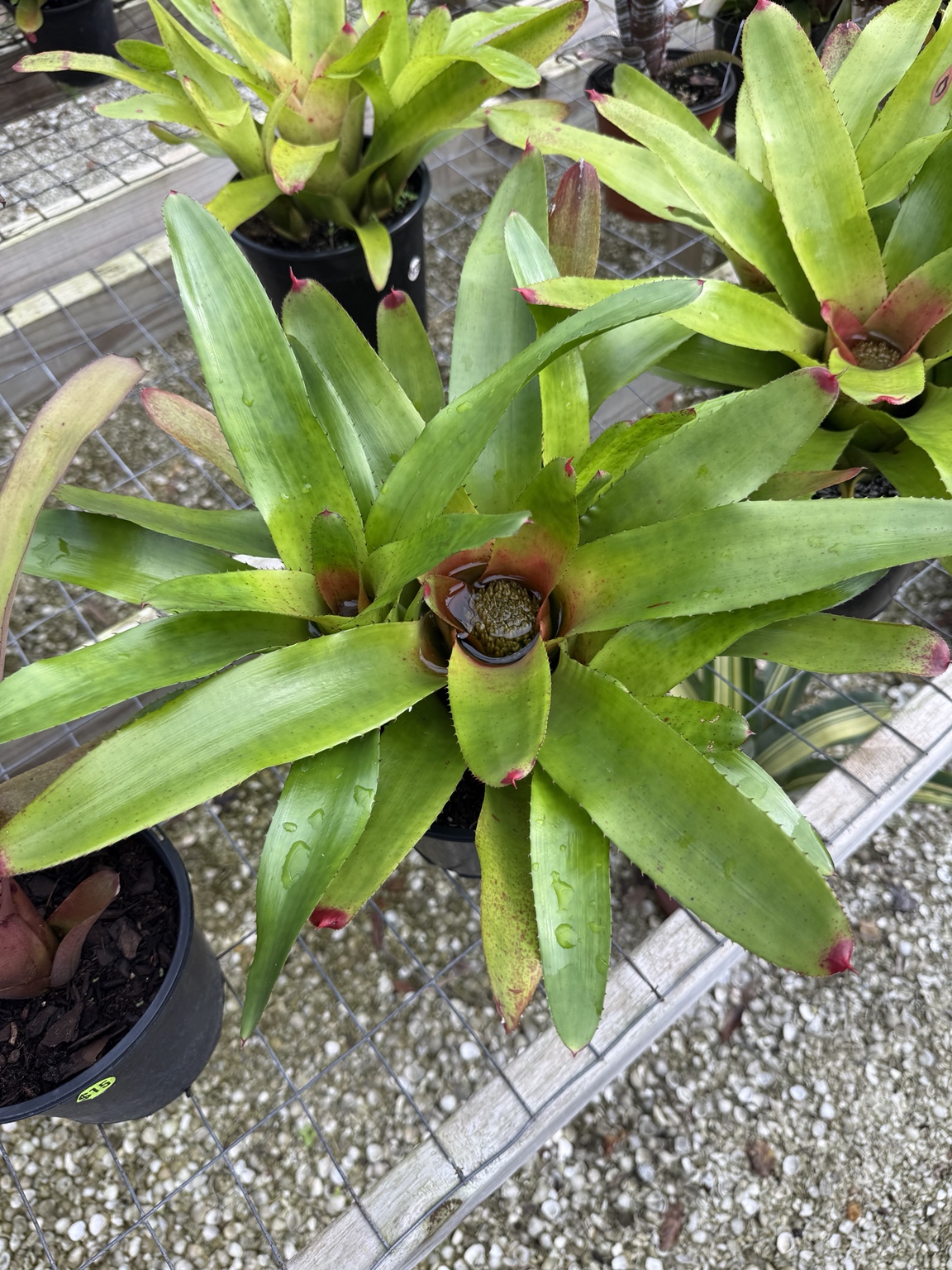Glossy green bromeliad with a deep burgundy center