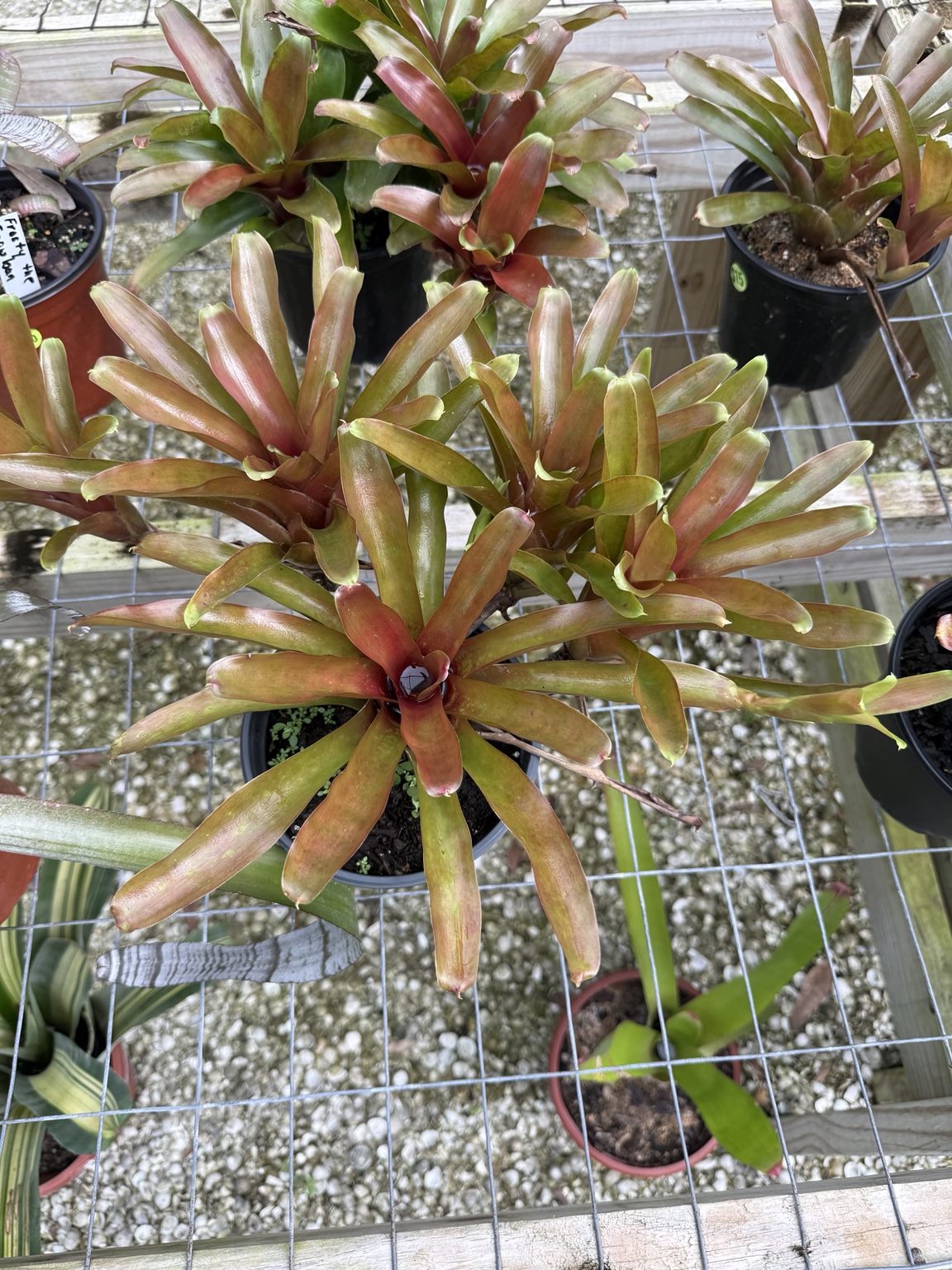 Bronze and green bromeliads with narrow spreading leaves