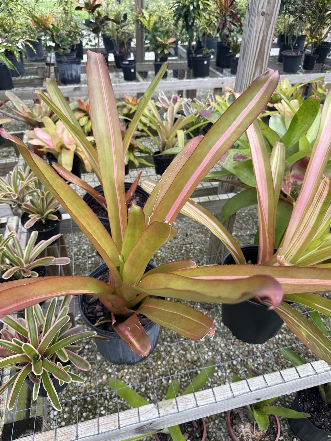 Tall bromeliad with narrow golden-green leaves edged in pink