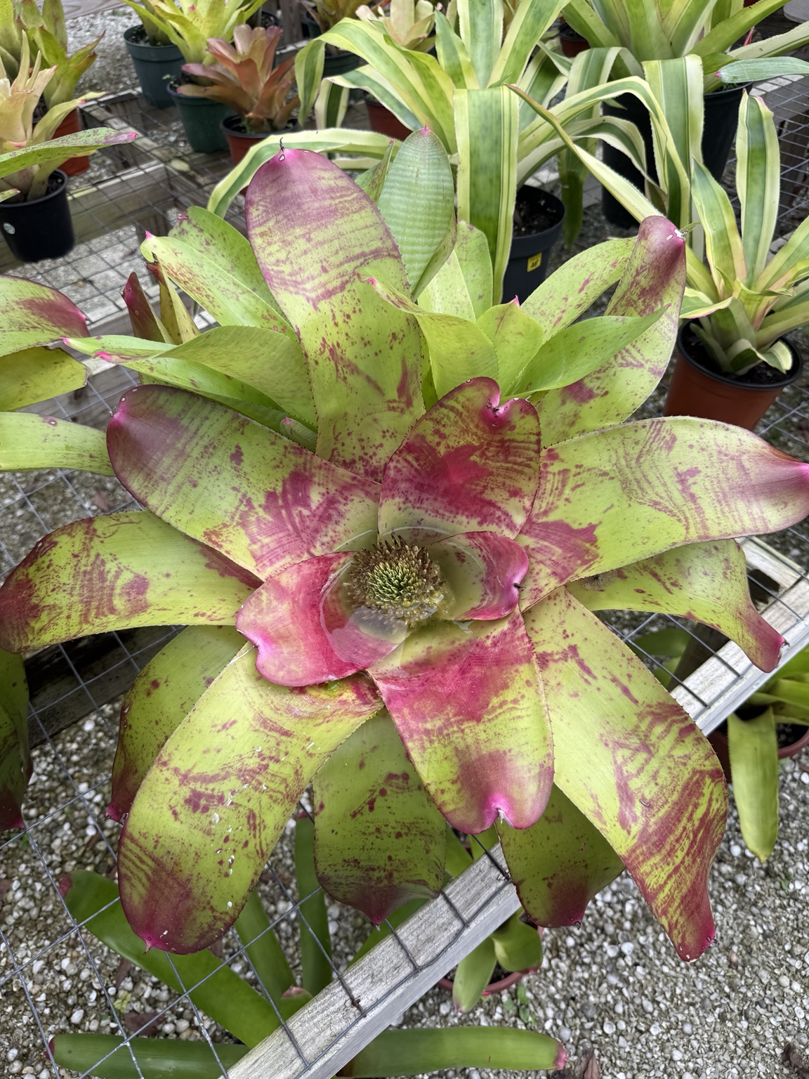 Broad green bromeliad rosette with a pink center and burgundy markings