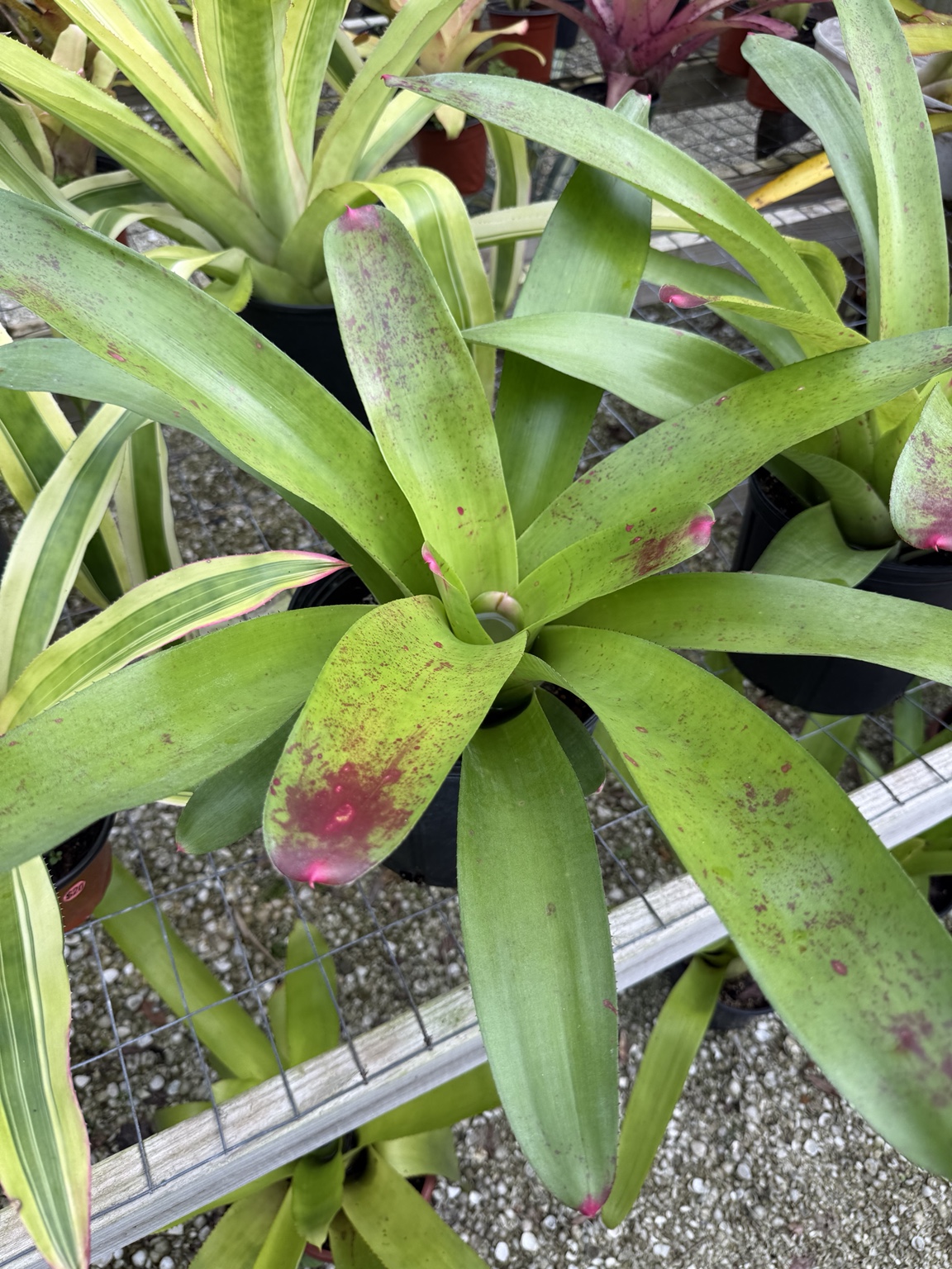 Bright green bromeliad leaves with burgundy speckles and tips