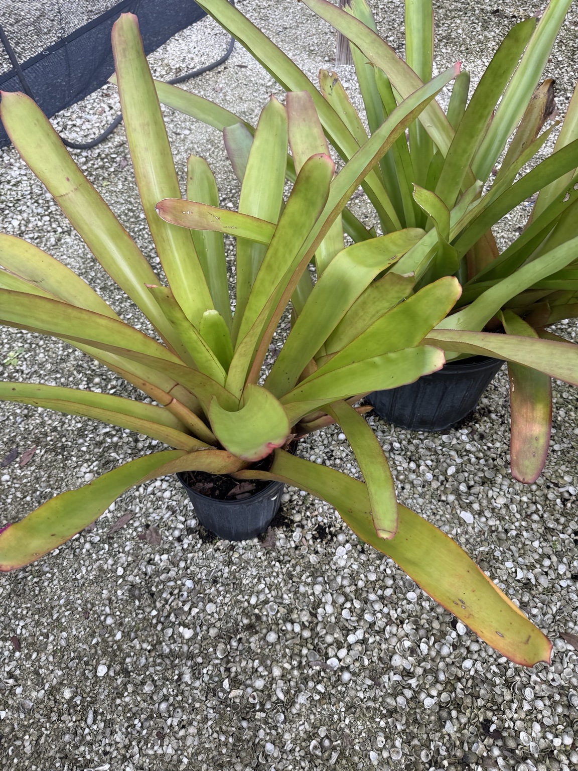 Tall yellow-green bromeliads with narrow upright leaves in nursery pots