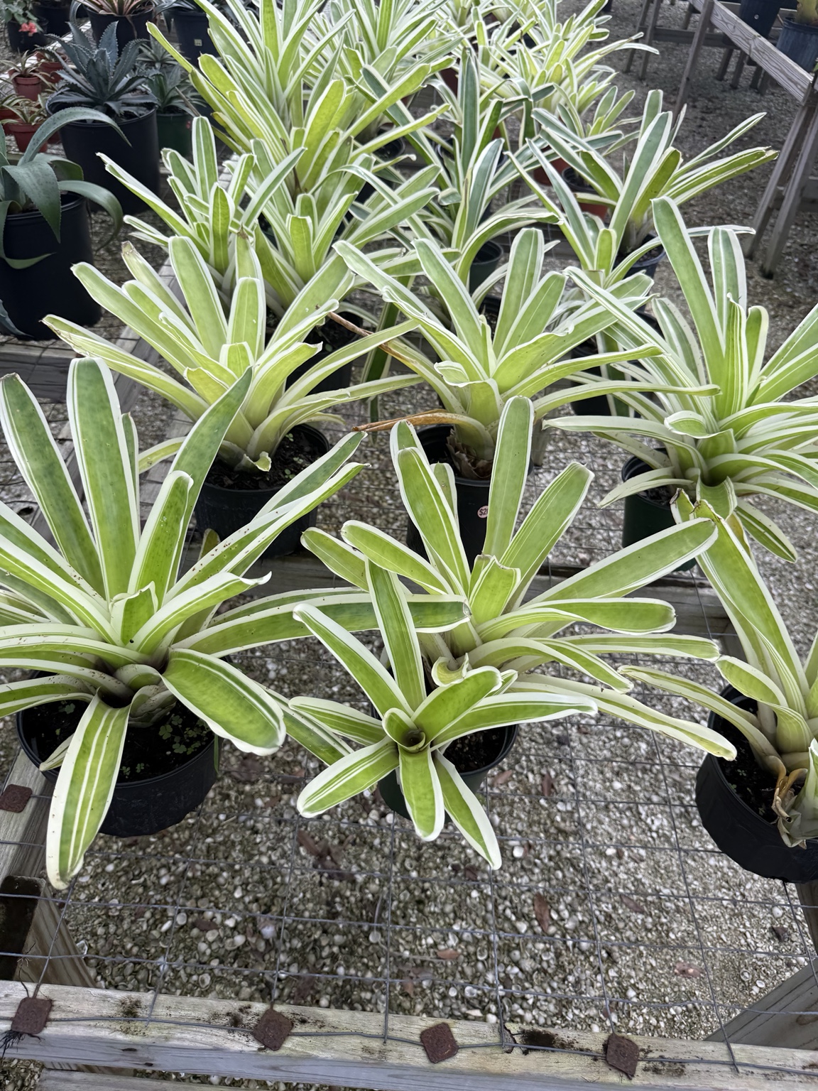 Green and white striped bromeliads arranged in black nursery pots