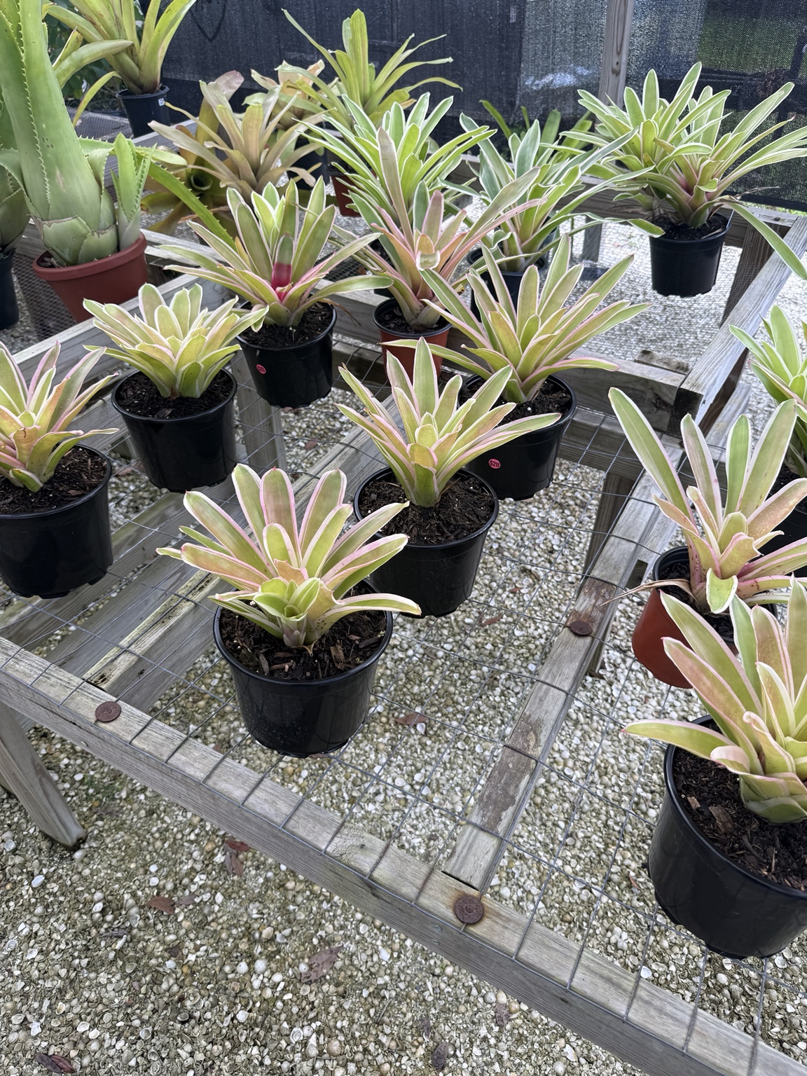 Rows of compact cream-striped bromeliads with pink centers