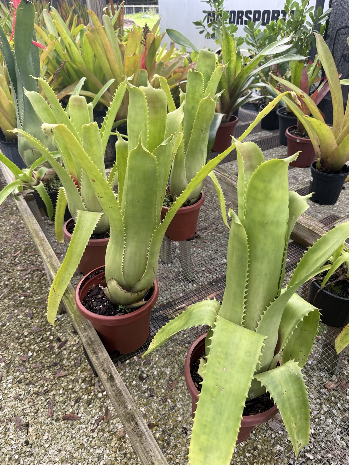 A selection of upright green bromeliads on a nursery bench