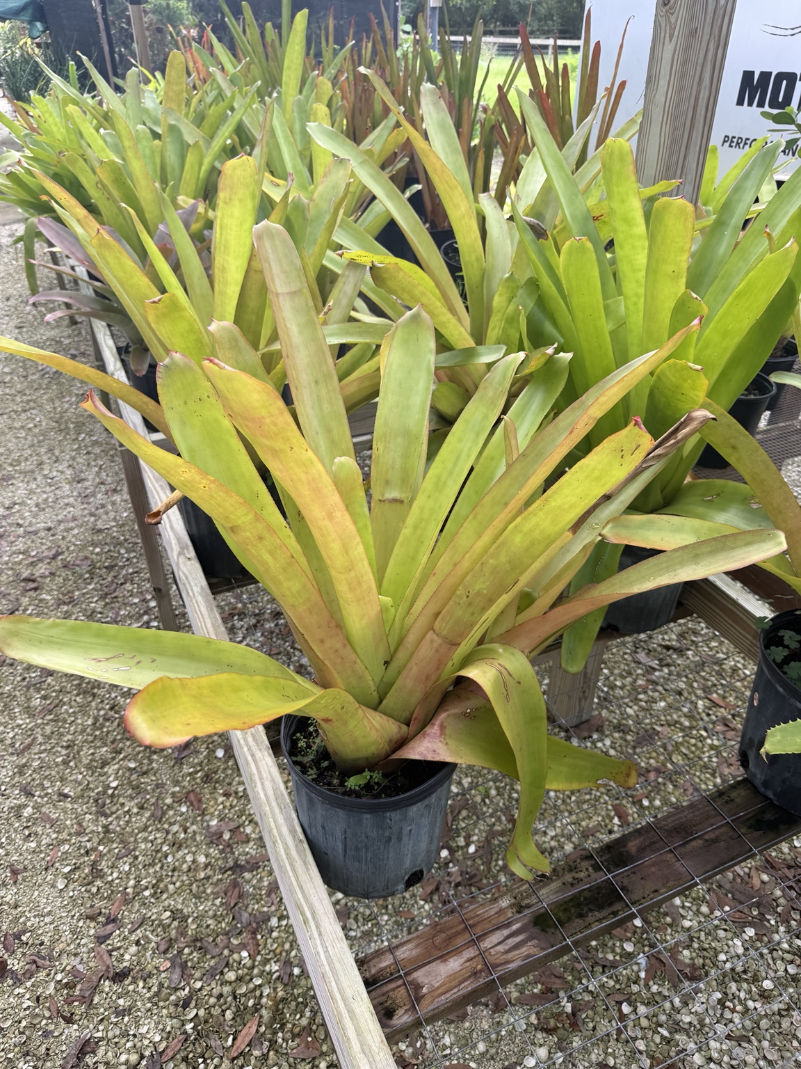 Large yellow-green bromeliads growing in pots along the nursery bench