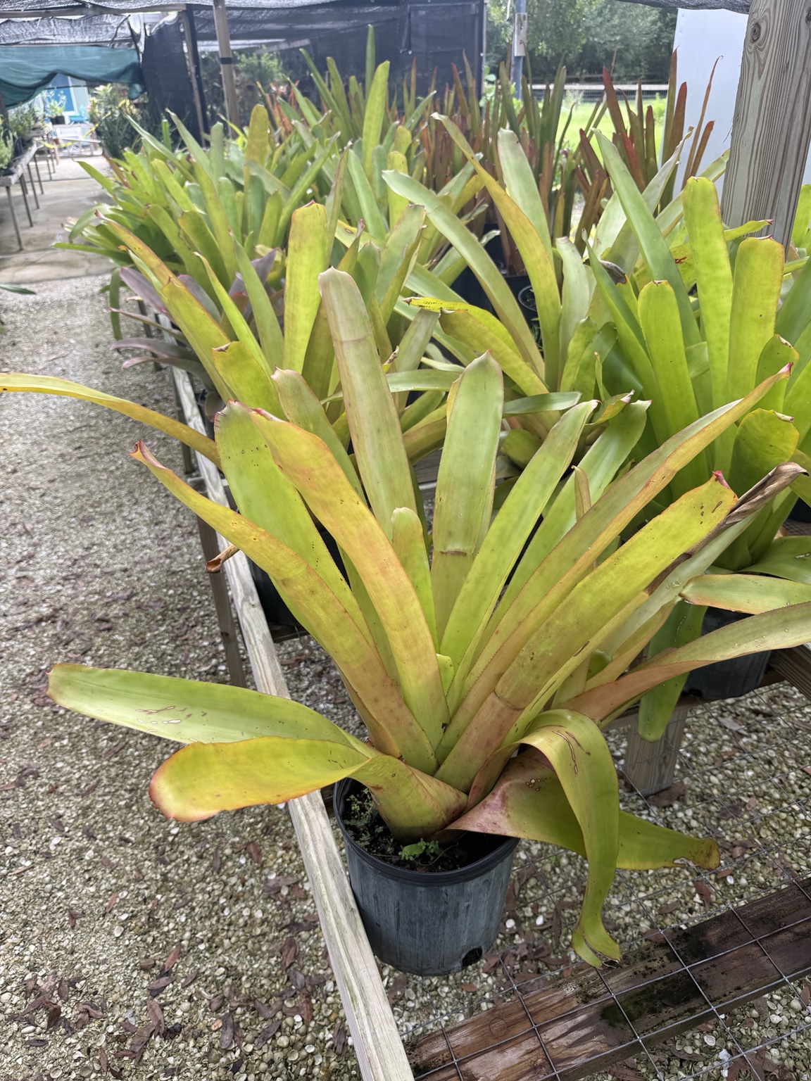 A tall golden-green bromeliad among the farm's potted plant selection