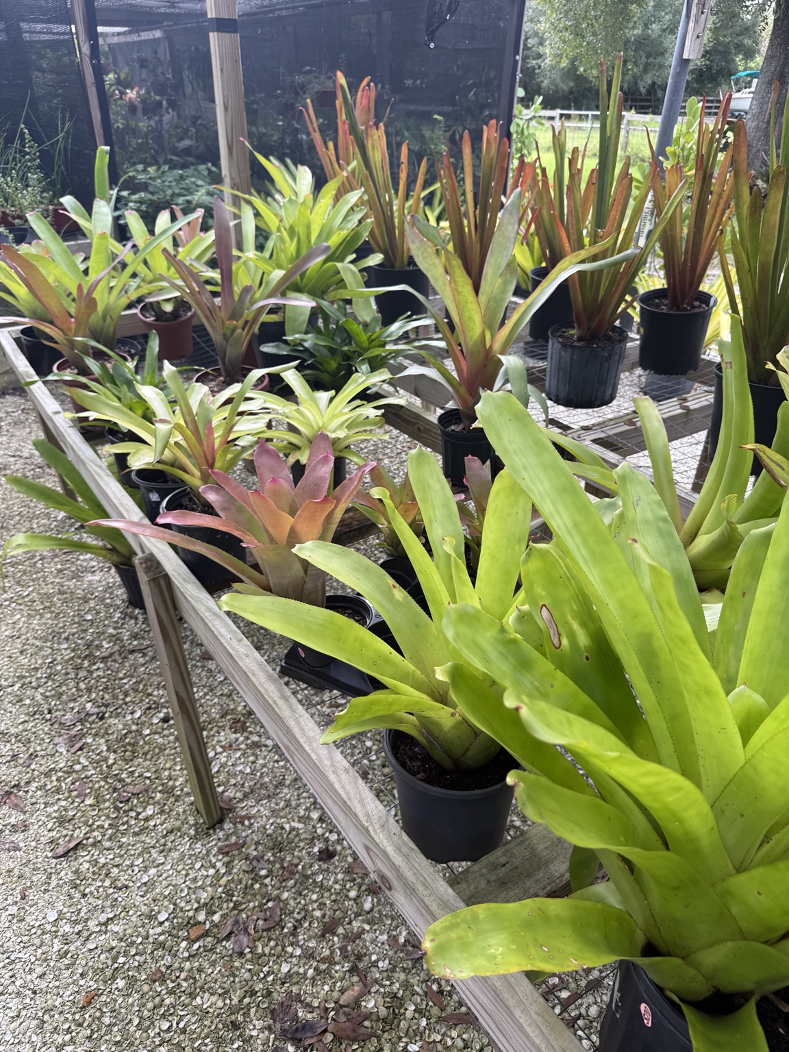 Nursery benches filled with bromeliads in varied colors, sizes, and leaf shapes