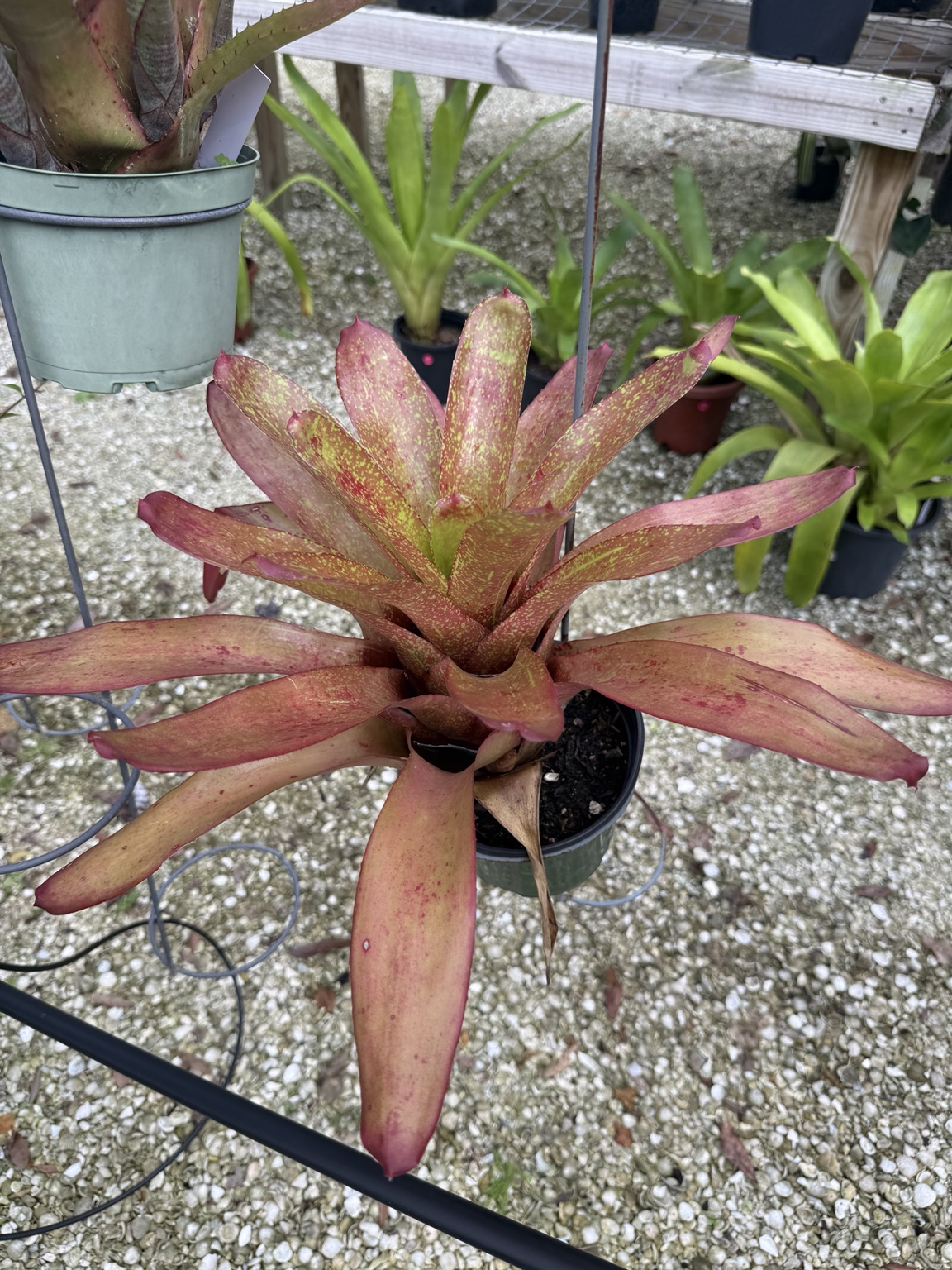 Copper-colored bromeliad with long leaves and pale speckled markings