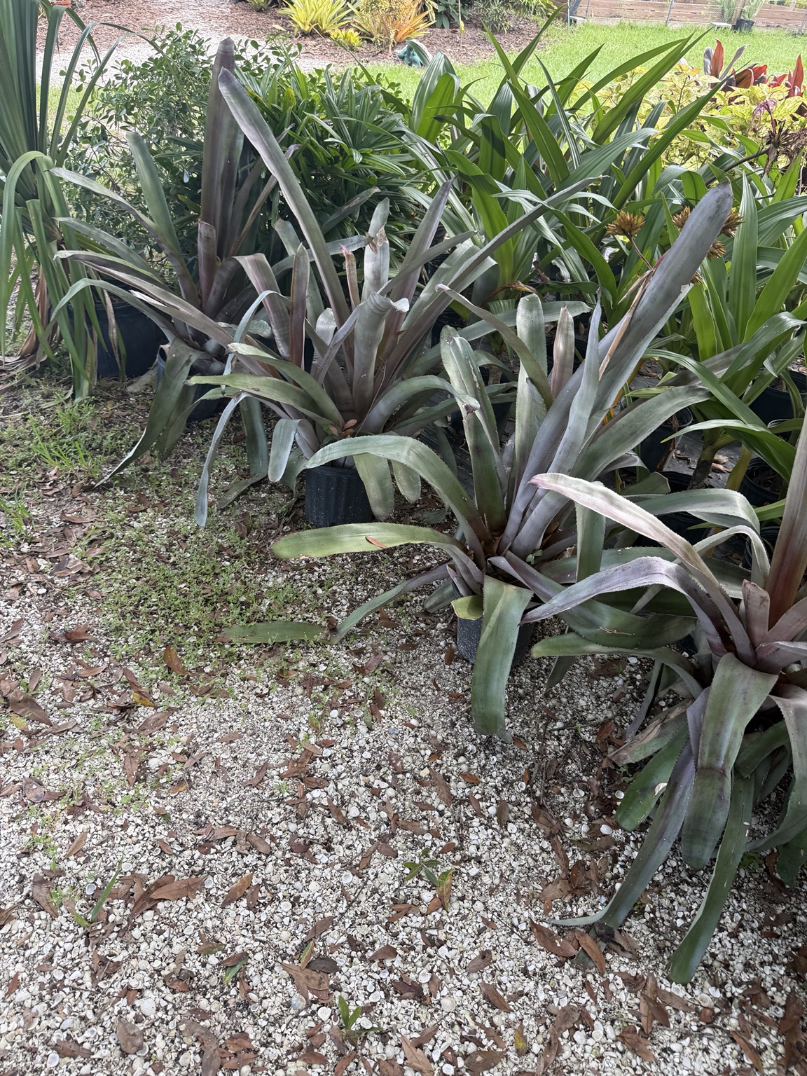 A grouping of large dark green and burgundy bromeliads beside the gravel path