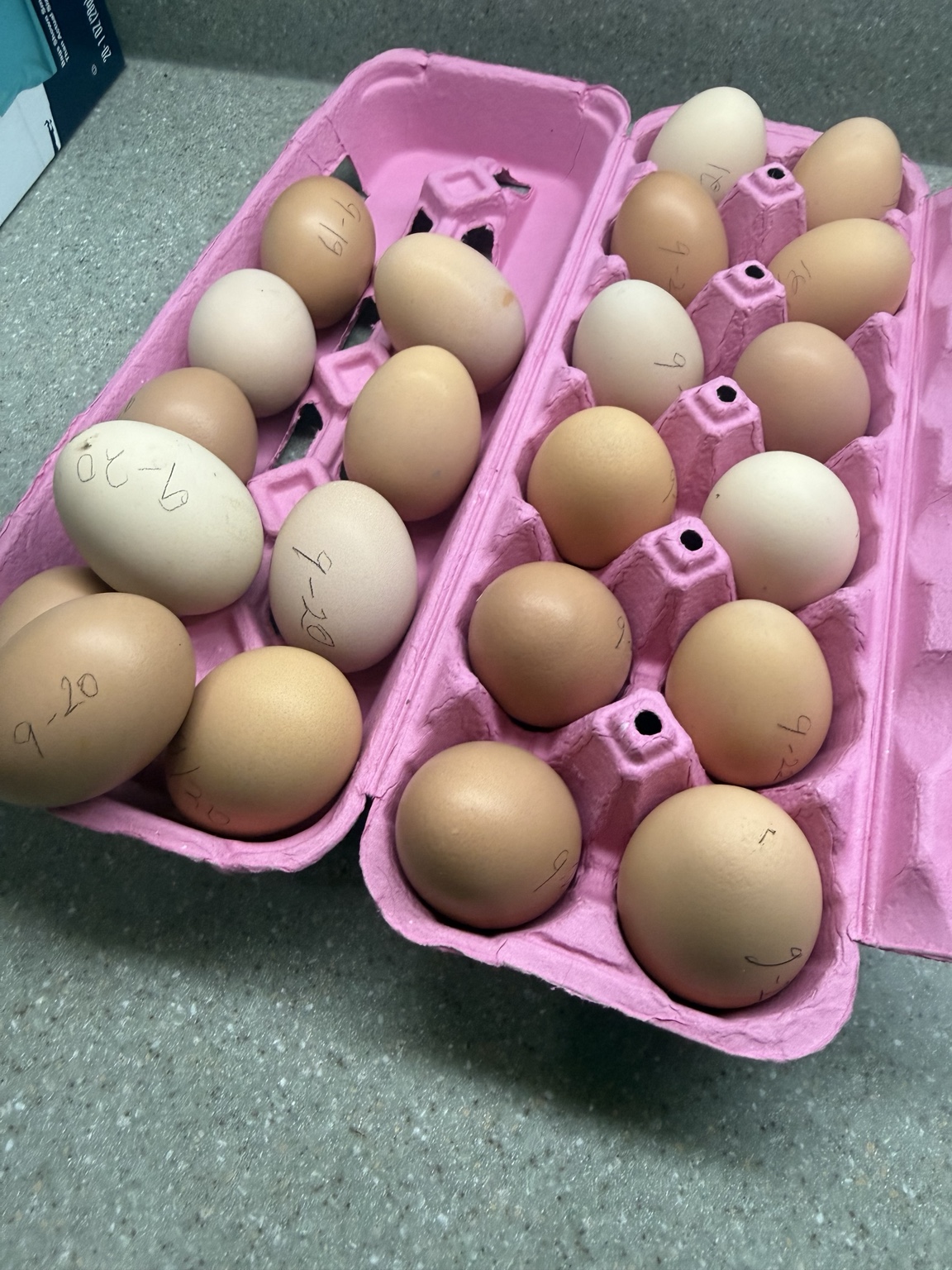 The latest farm-fresh eggs from Marée Farms, with brown and pale eggs in an open pink carton