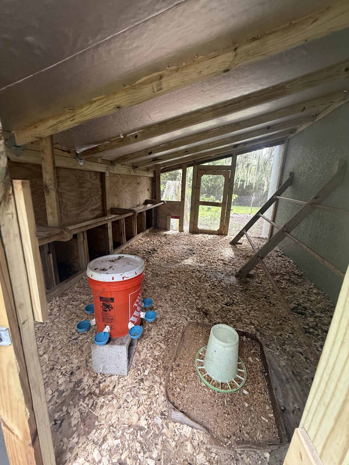 Inside the chicken coop, with nesting boxes, wooden roosts, bedding, a feeder, and a waterer
