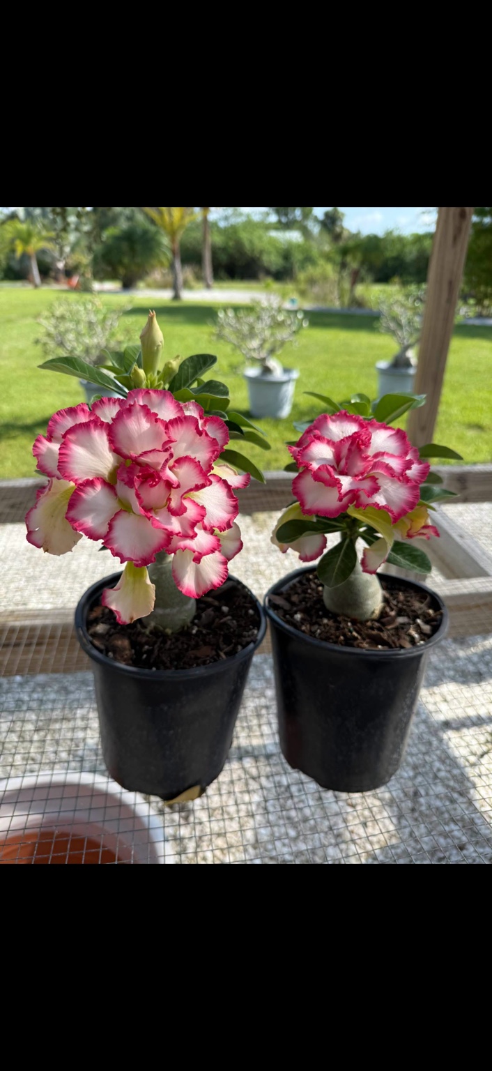 Two desert roses with layered white petals edged in bright pink at Marée Farms