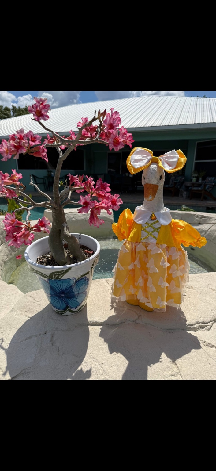A flowering desert rose in a blue floral pot beside a goose ornament in a yellow dress