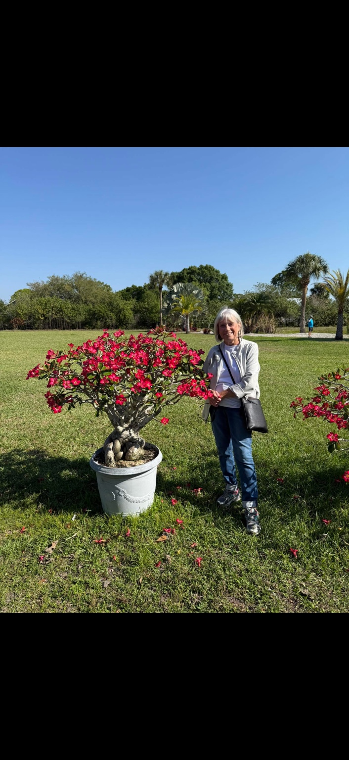 A smiling visitor standing beside a large desert rose covered in red blooms
