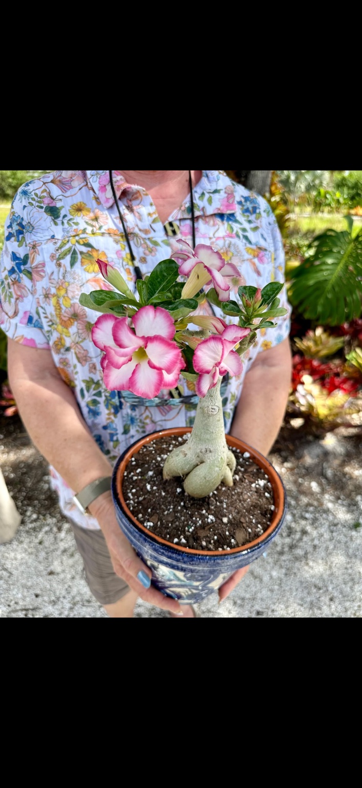 A visitor holding a desert rose with pink-edged white flowers in a blue ceramic pot