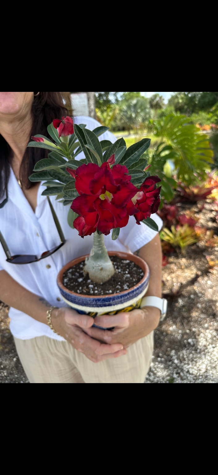 A visitor holding a potted desert rose with deep red flowers