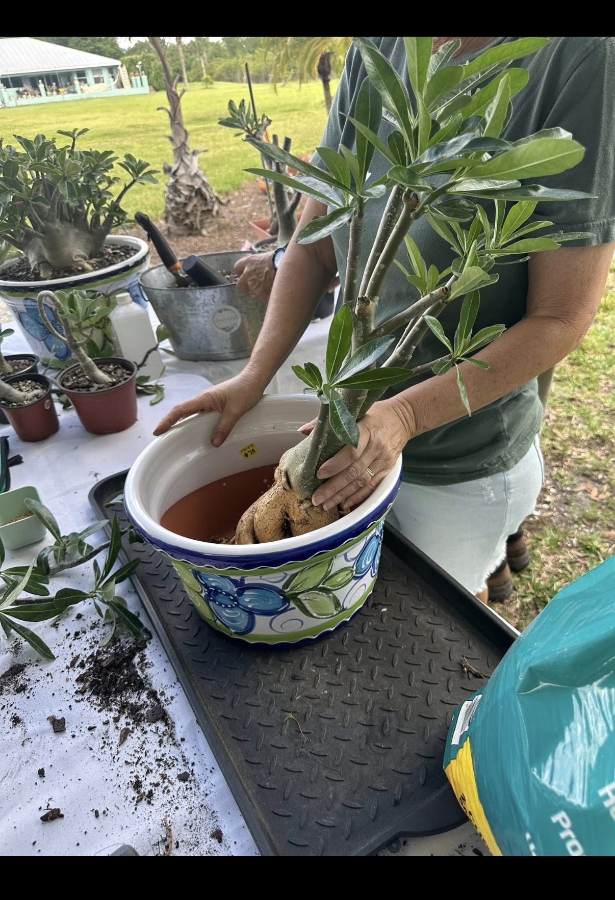 A hands-on demonstration placing a desert rose into a colorful ceramic pot
