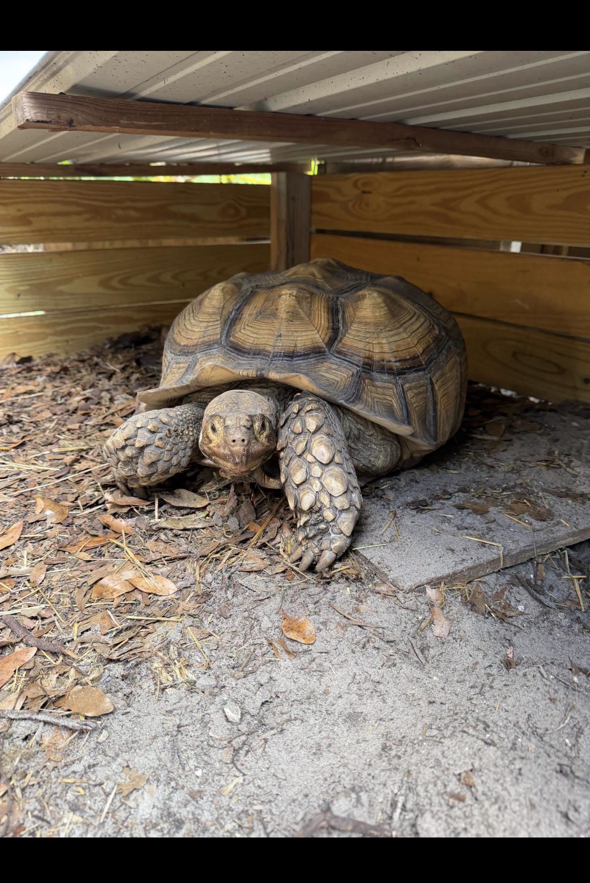 Duke, a sulcata tortoise, resting in his shelter at Marée Farms