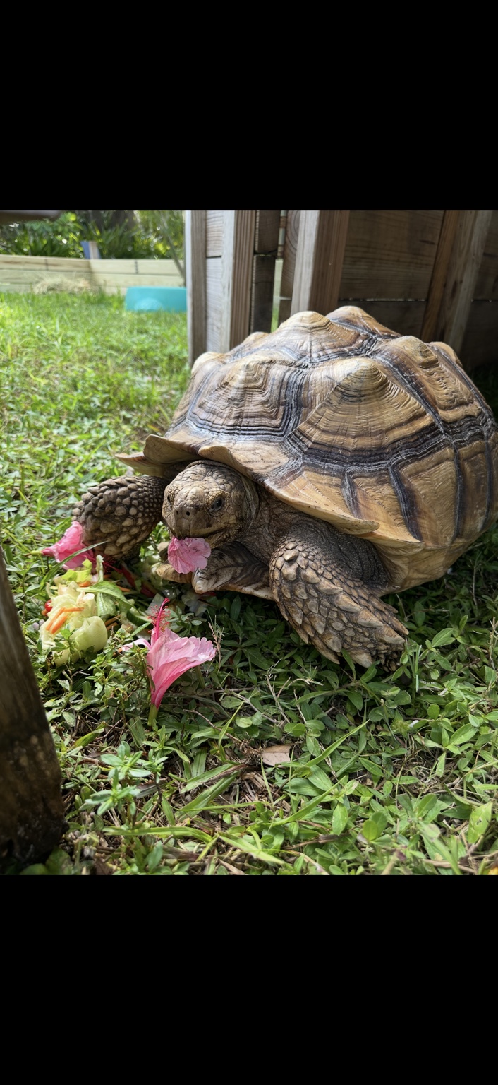 Mary, a sulcata tortoise, enjoying a pink hibiscus flower at Marée Farms