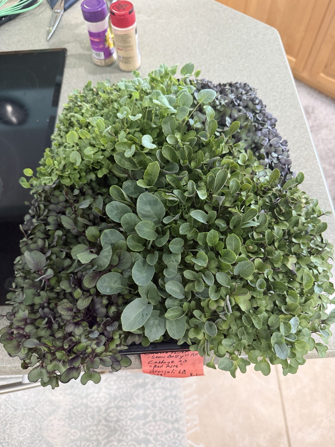 A tray overflowing with fresh green and purple microgreens on a countertop at Marée Farms