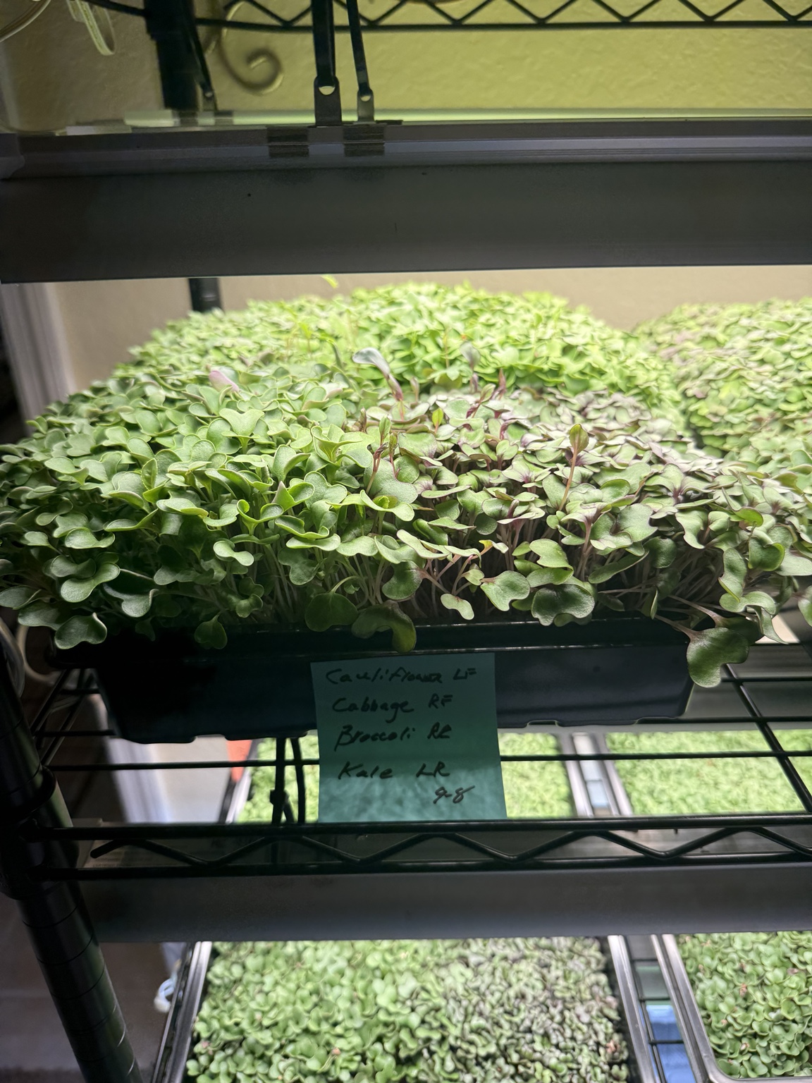 Mixed microgreens growing in a labeled tray beneath a grow light