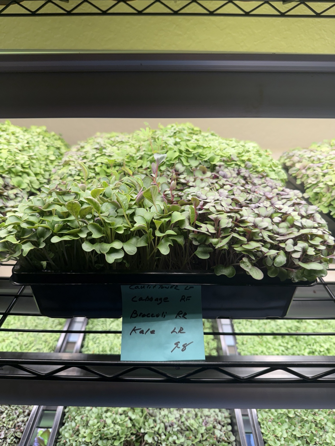 A close view of tender green and purple microgreens labeled cauliflower, cabbage, broccoli, and kale